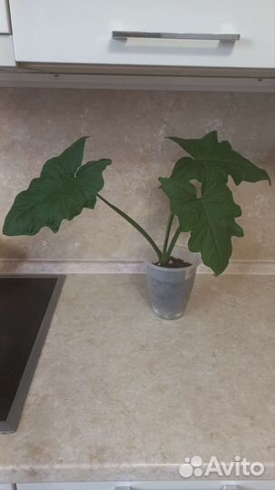 Филодендроны, сингониум