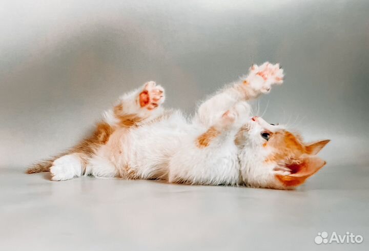 Малыш-котик в добрые руки