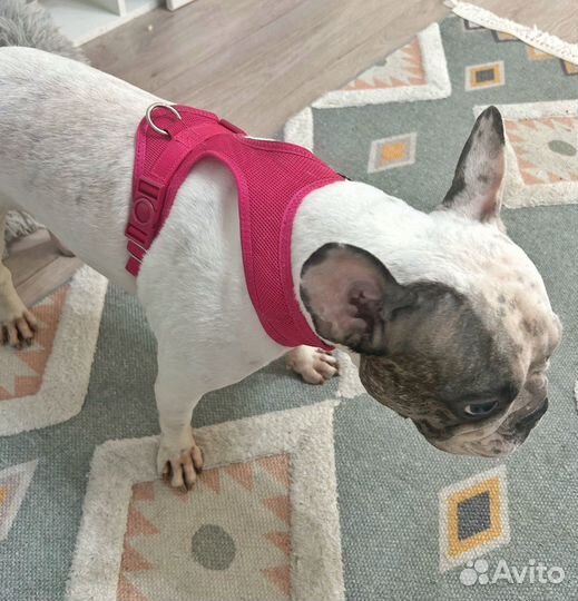 Шлейка для собаки