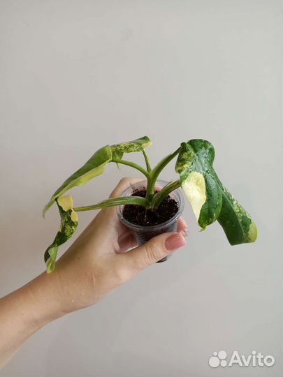 Филодендрон Сиам Санрайз/Рэд Эмиральд/роз.принцесс