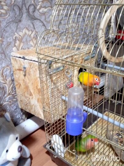 Попугай неразлучники с клеткой