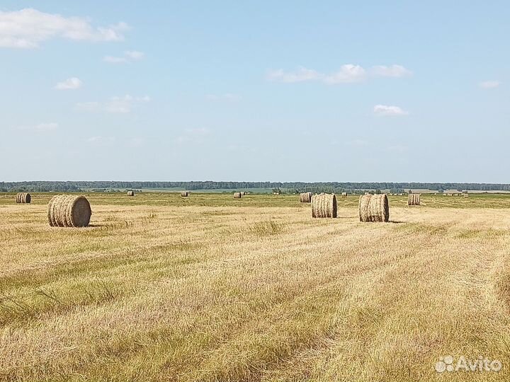 Сено в рулонах