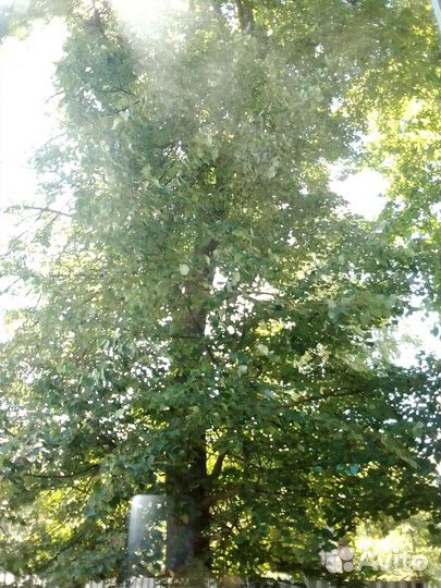 Липы, березы, ёлка