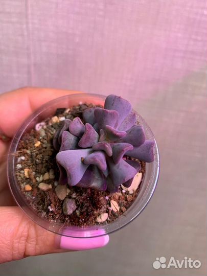 Суккуленты