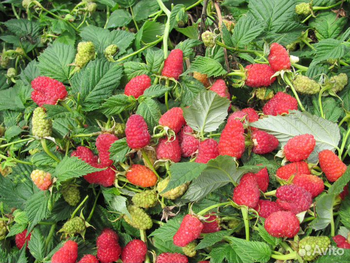 Супер саженцы малины для Урала и Сибири