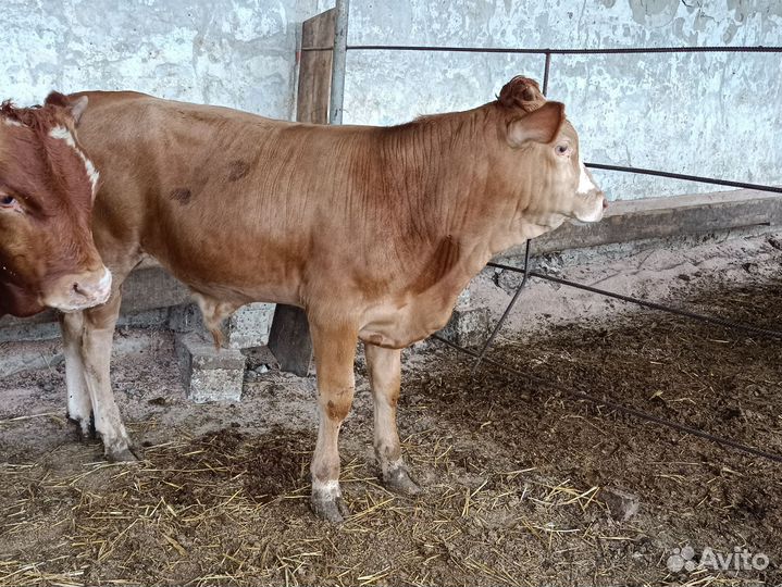 Телята бычки