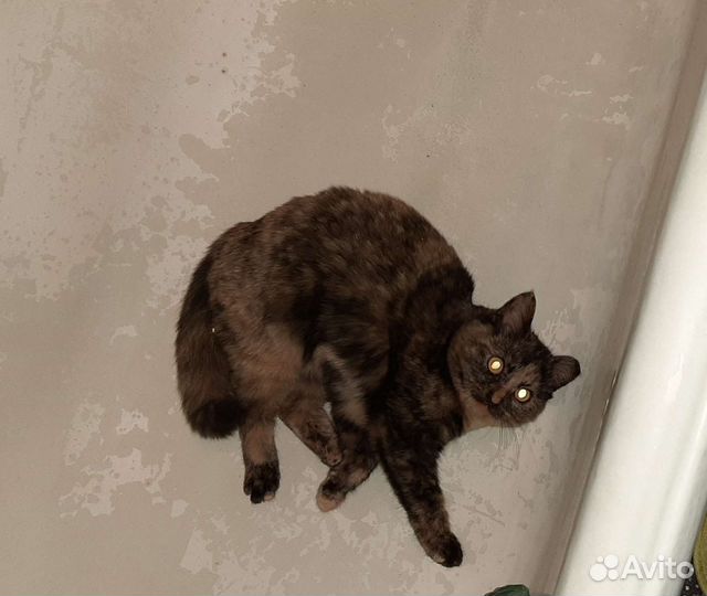 Кошечка в добрые руки