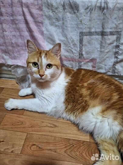 Кот в добрые руки