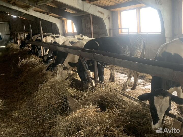 Телки на мясо