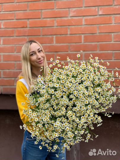 Полевые ромашки с доставкой
