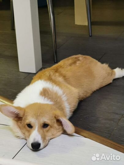 Домашняя передержка животных/догситтер