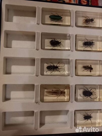 Насекомые и их знакомые часть коллекции