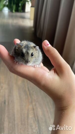 Хомяки джунгарики бесплатно