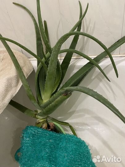 Алоэ вера растение