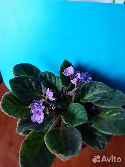 Фиалка в горшках