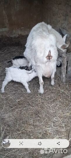 Коза дойная молочная и 3 козлёнка
