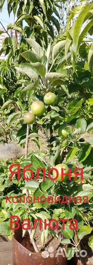 Продам плодоносящие деревья с плодами