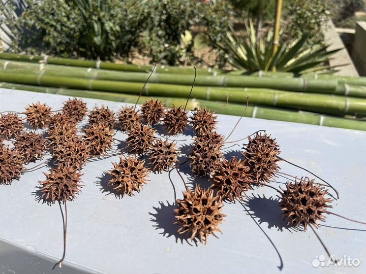 Ликвидамбар шишки природный материал