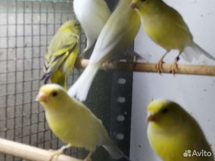 Кенары и канарейки
