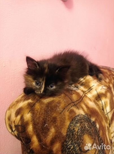 Котенок девочка