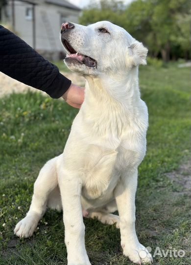 Щенки алабай (Среднеазиатская овчарка)