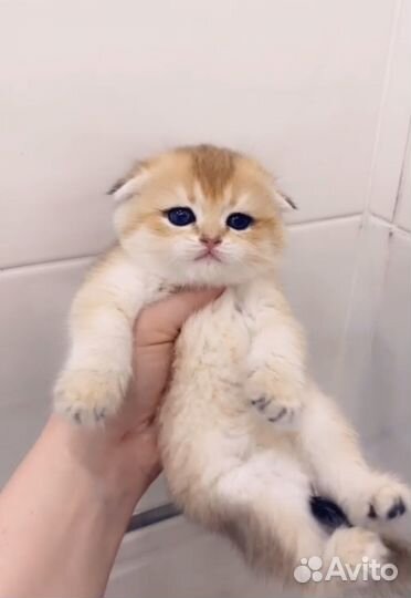 Золотые, серебро, голубая шиншиллы