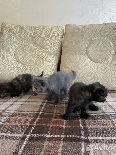 Британская кошка