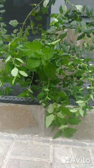 Мелисса, дюшенея индийская