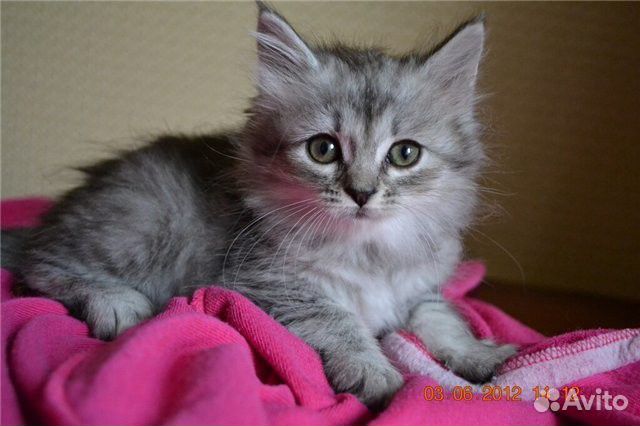 Котята из приюта 2мес