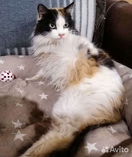 Кошечка Марта