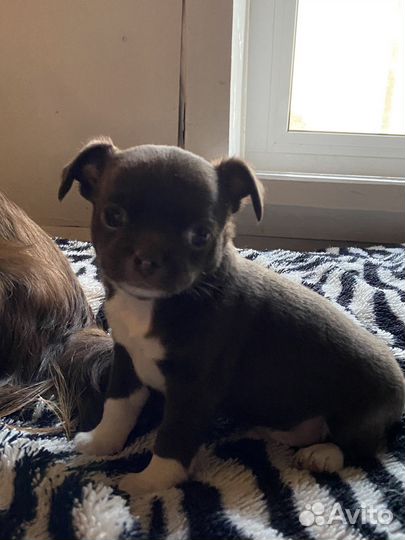 Щенки чихуахуа