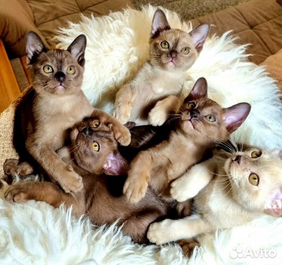 Бурманские котята соболь, шоколад