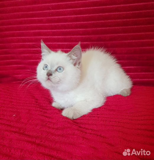 Шотландский мальчик