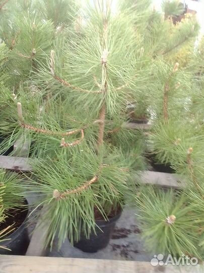 Саженцы хвойных