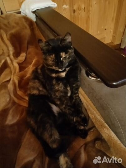 Котенок девочка в добрые руки от домашней кошки