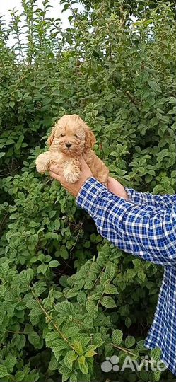 Пудель девочка тедди