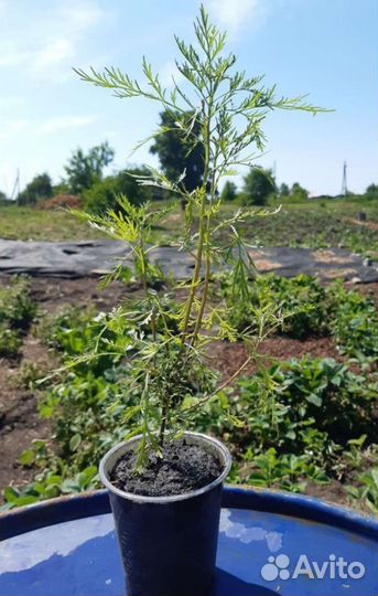 Розмарин - ароматная приправа на подоконнике