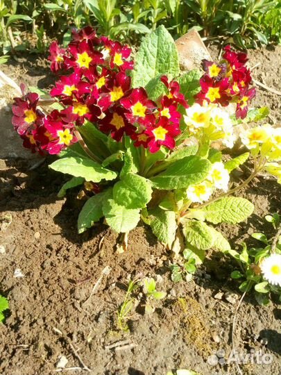 Первоцветы,; Маргаритка,Примула, Мускари