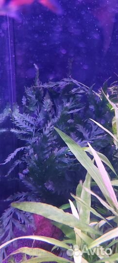 Аквариумные растения, мох