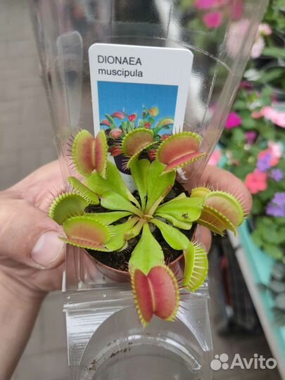 Дендробиум фаленопсис