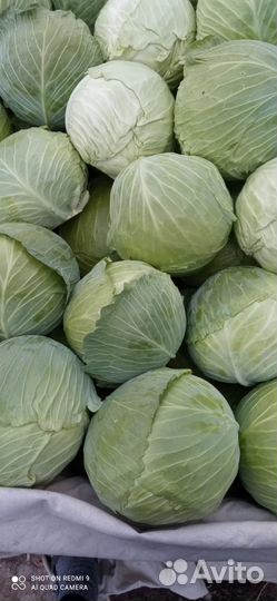 Молодая капуста