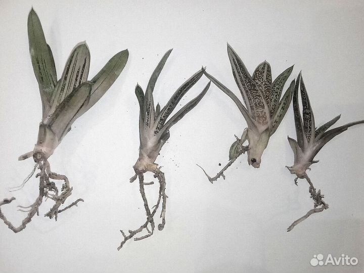 Комнатные цветы суккуленты гастерия