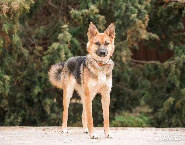 Собаки бесплатно в добрые руки