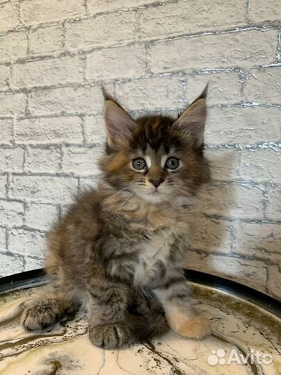 Котята мейн-кун