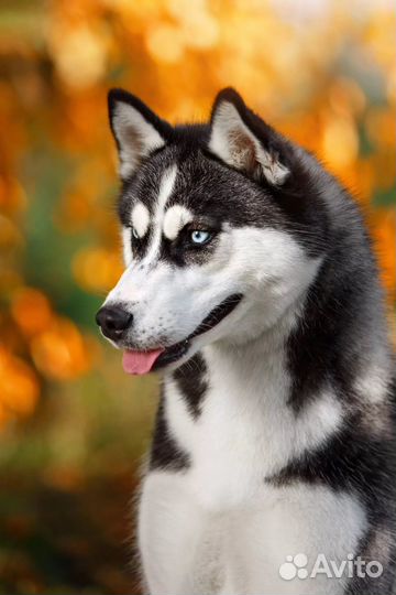 Передержка собак птиц грызунов