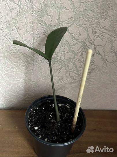 Замиокулькас