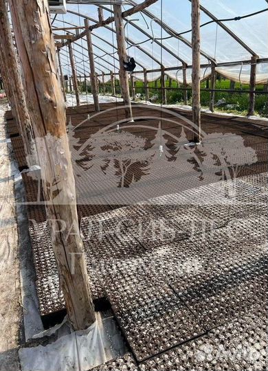 Сеянцы на лесовосстановление Горная сосна Мугус зк