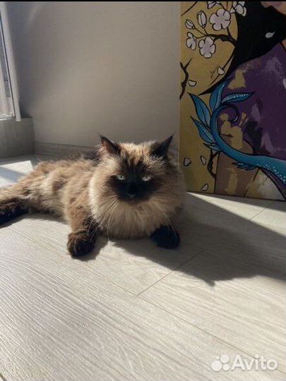 Бирманская кошка