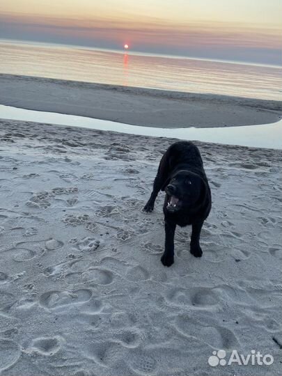 Передержка ваших любимцев на время отпуска