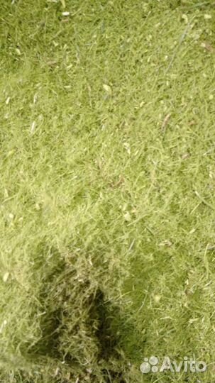 Хвойная мука